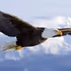 KingEagle