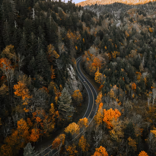 Treeeeees