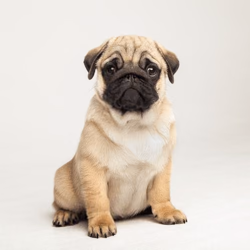 pug