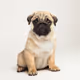 pug