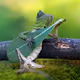 Guitar solo