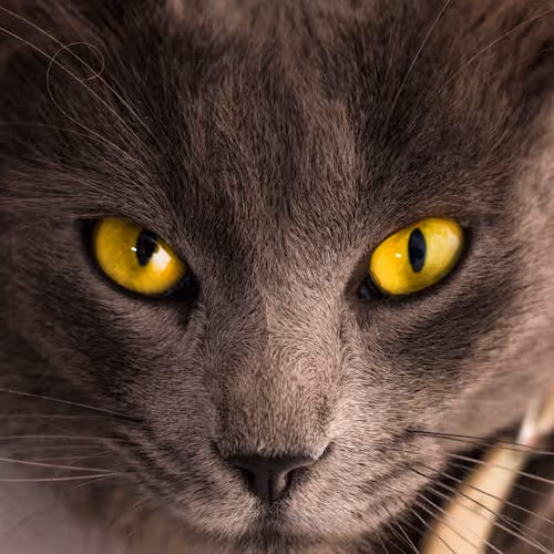 FREAKY CAT