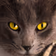 FREAKY CAT