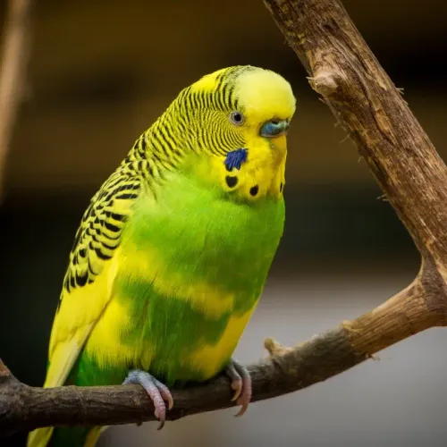 bird #1