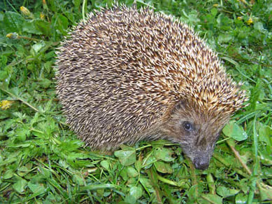 Hedgehog