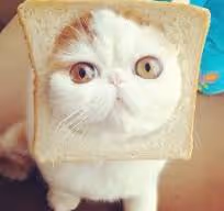 Kitty