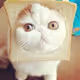 Kitty