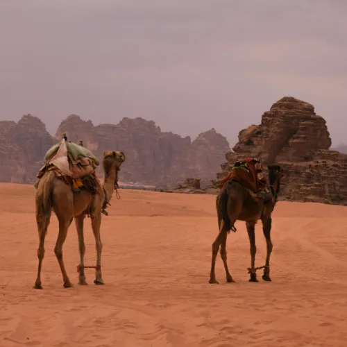 camels