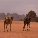 camels