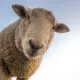 Crazy Sheep NFT Badge Pass
