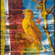 Summer Finch