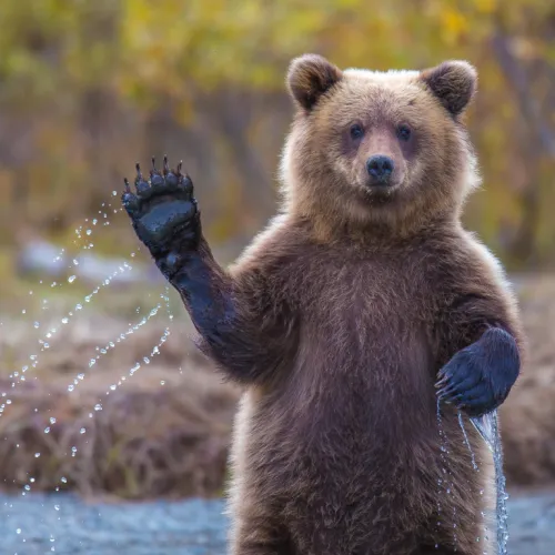 Bear