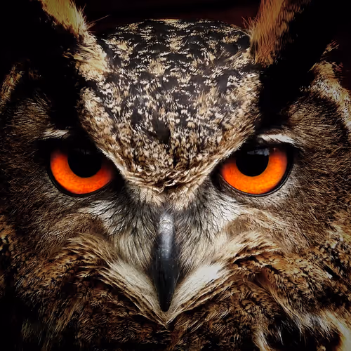 Owlto on Soneium