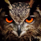 Owlto on Soneium