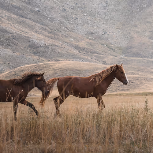 Horse