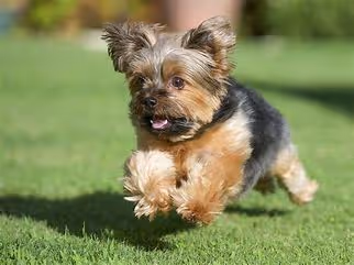 Happy little dog.