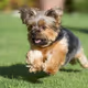 Happy little dog.