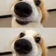 ll