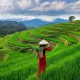 Green View NFT