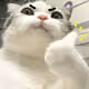 Nice Cat
