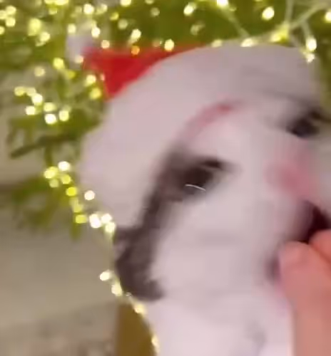 Eaten Cat