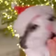 Eaten Cat