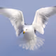 Sky Peace