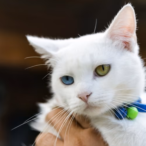 blue cat