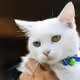 blue cat