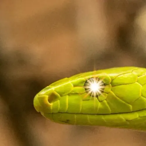 Snake Time