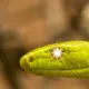 Snake Time