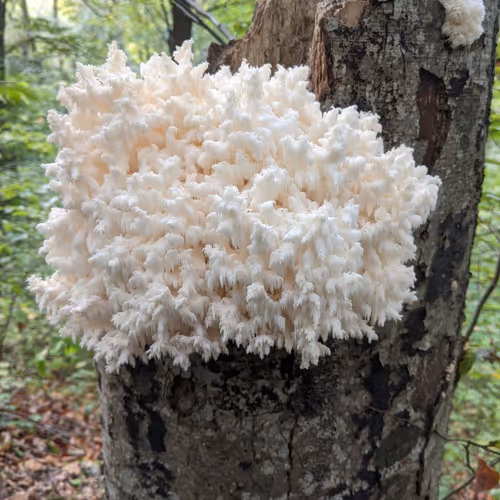 mushroom