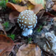 Baby mushroom