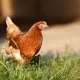 brownchickenn