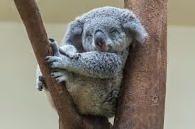 KOALA