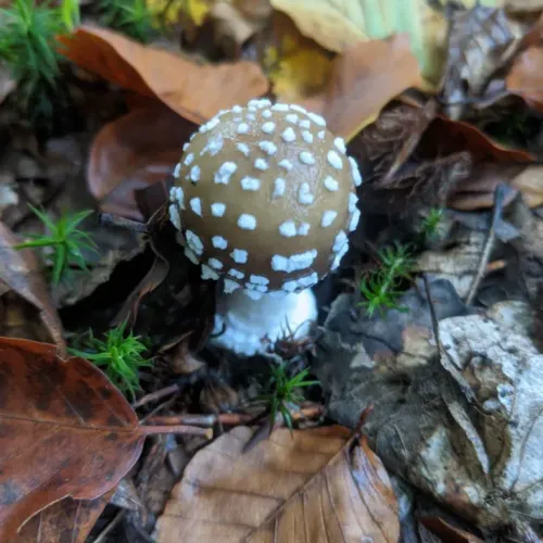 Baby mushroom