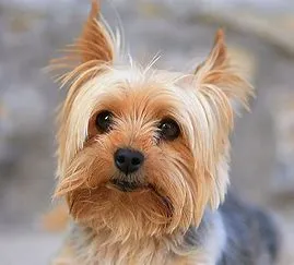 Favorite dog.