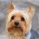 Favorite dog.