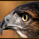 Mystic Hunters 404