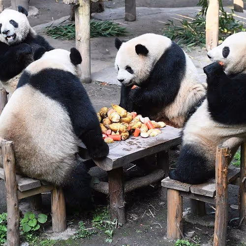 panda