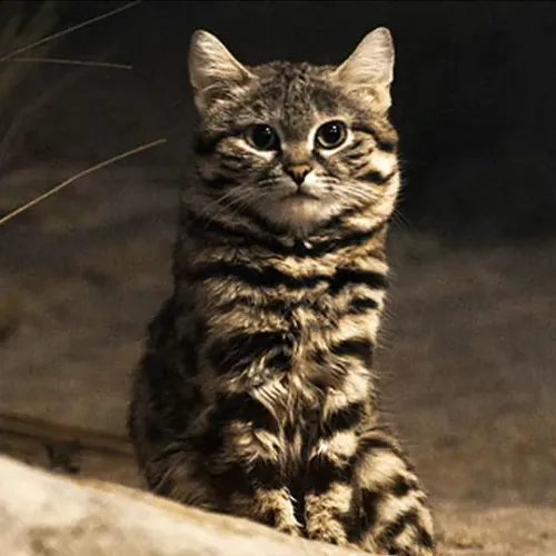 Cat33