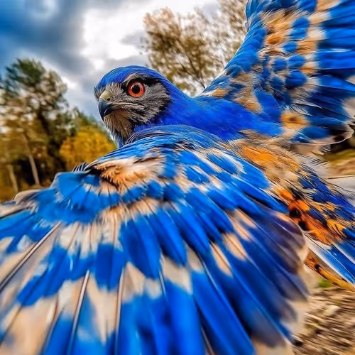 colourfull bird
