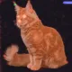 AAA