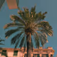 palmtree