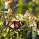 Batterfly