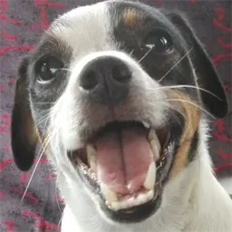Mukkina