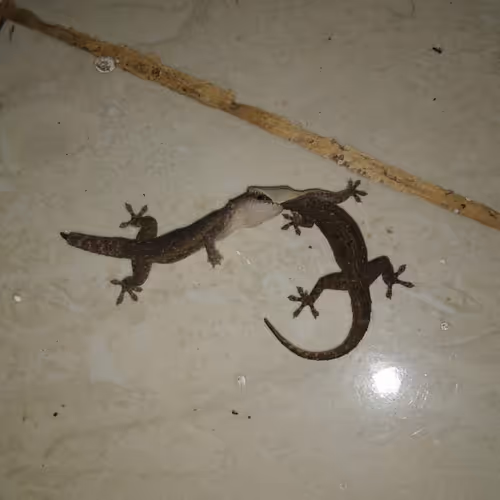 THE FIGHTER OF GECKO