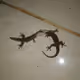 THE FIGHTER OF GECKO