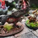Barghest