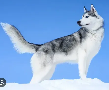 husky